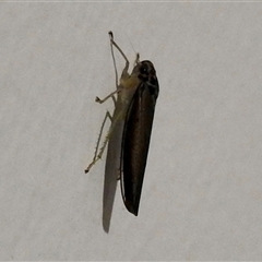 Cicadellinae (sub-family) at Emerald, VIC - suppressed