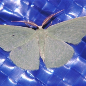 Prasinocyma ocyptera at Bolivia, NSW - suppressed