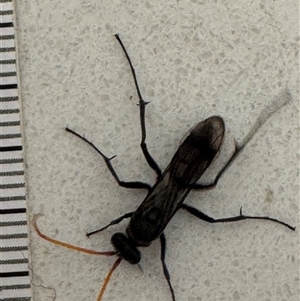 Fabriogenia sp. (genus) at Emerald, VIC - suppressed