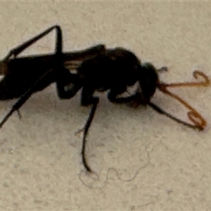 Fabriogenia sp. (genus) at Emerald, VIC - suppressed