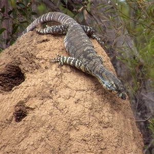 Varanus varius at Lakesland, NSW - suppressed