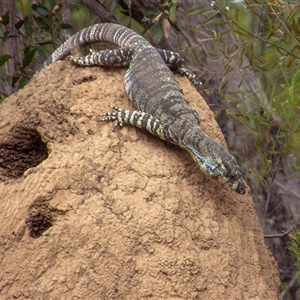 Varanus varius (Lace Monitor) at Lakesland, NSW - 9 Feb 2018 by poida84