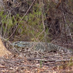 Varanus varius at Lakesland, NSW - suppressed
