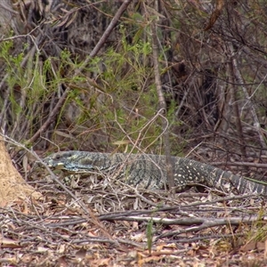 Varanus varius at Lakesland, NSW - suppressed