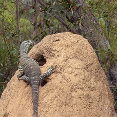 Varanus varius at Lakesland, NSW - suppressed