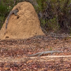 Varanus varius at Lakesland, NSW - suppressed