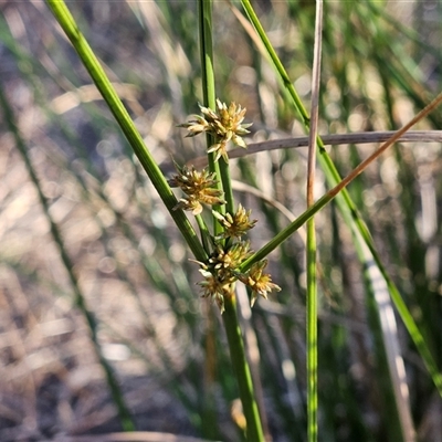 Juncus vaginatus (Clustered Rush) at Hawker, ACT - 18 Mar 2025 by sangio7