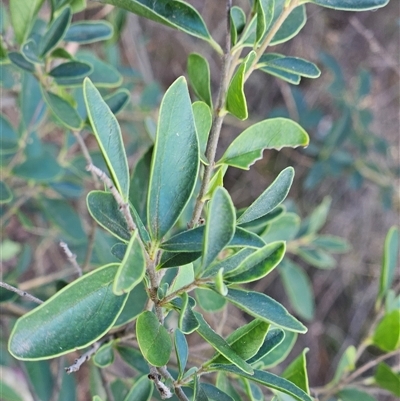 Cotoneaster glaucophyllus (Cotoneaster) at Hawker, ACT - 18 Mar 2025 by sangio7