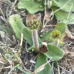 Solenogyne gunnii (Solengyne) at Rocky Plain, NSW - 19 Mar 2025 by JaneR