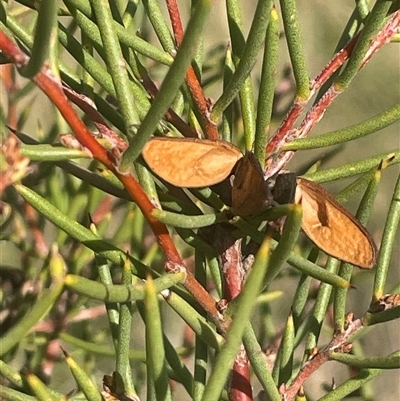 Hakea microcarpa (Small-fruit Hakea) at Rocky Plain, NSW - 19 Mar 2025 by JaneR