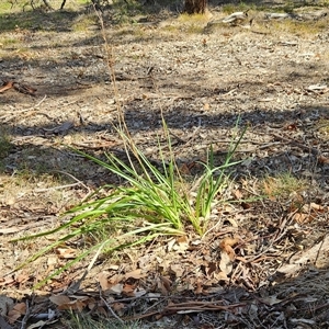 Dianella sp. (Flax Lily) at Hawker, ACT - 18 Mar 2025 by sangio7