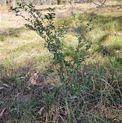 Ligustrum sinense (Narrow-leaf Privet, Chinese Privet) at Weetangera, ACT - 18 Mar 2025 by sangio7