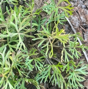 Ranunculus inundatus at Rocky Plain, NSW - 19 Mar 2025 04:19 PM