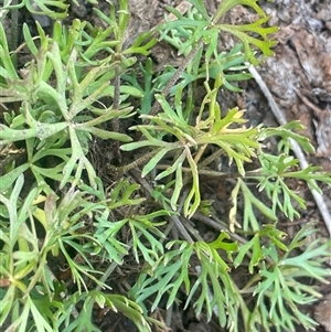 Ranunculus inundatus (River Buttercup) at Rocky Plain, NSW - 19 Mar 2025 by JaneR