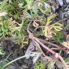 Ranunculus inundatus at Rocky Plain, NSW - 19 Mar 2025 04:19 PM