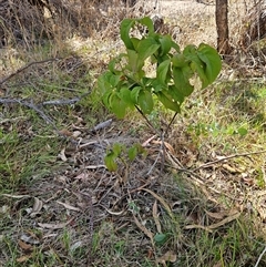 Cornus florida (Dogwood) at Weetangera, ACT - 18 Mar 2025 by sangio7