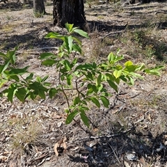 Prunus serotina (Black Cherry) at Weetangera, ACT - 18 Mar 2025 by sangio7