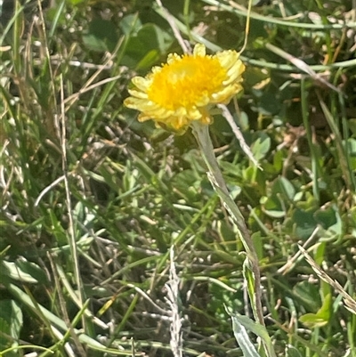 Coronidium gunnianum (Gunn's Everlasting) at Rocky Plain, NSW - 19 Mar 2025 by JaneR