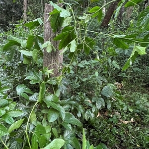 Passiflora edulis at Kangaroo Valley, NSW - suppressed
