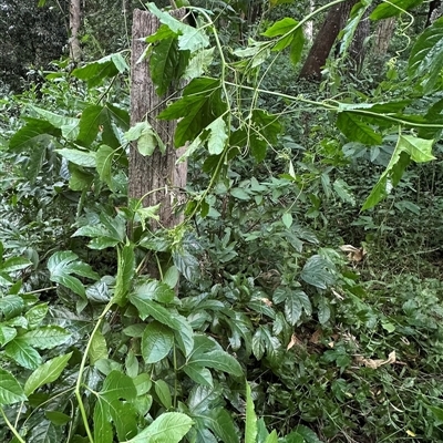 Passiflora edulis (Common Passionfruit) at Kangaroo Valley, NSW - Yesterday by lbradley