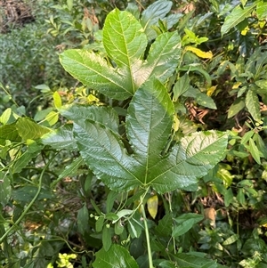 Passiflora edulis at Kangaroo Valley, NSW - suppressed