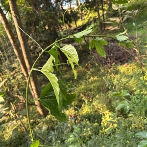 Passiflora edulis at Kangaroo Valley, NSW - suppressed