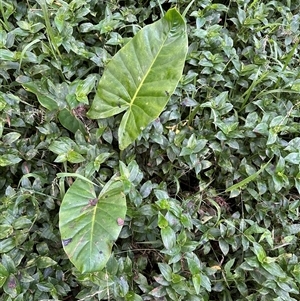 Alocasia brisbanensis (Cunjevoi, Spoon Lily) at Kangaroo Valley, NSW - 20 Mar 2025 by lbradley