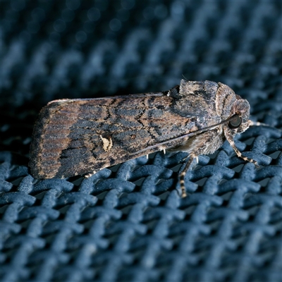 Proteuxoa microspila (Little Noctuid) at Harrison, ACT by DPRees125