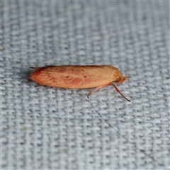 Eochrois dejunctella (A Concealer moth (Wingia Group)) at Harrison, ACT by DPRees125