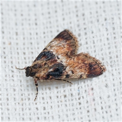 Orthaga thyrisalis (Teatree Web Moth) at Harrison, ACT by DPRees125