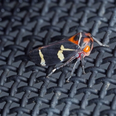 Eurymeloides pulchra (Gumtree hopper) at Harrison, ACT by DPRees125