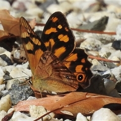 Heteronympha banksii at Emerald, VIC - 18 Mar 2025 by GlossyGal