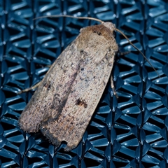 Proteuxoa hypochalchis (Black-bar Noctuid) at Harrison, ACT by DPRees125