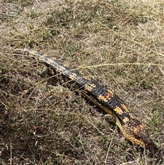 Tiliqua nigrolutea (Blotched Blue-tongue) at Rendezvous Creek, ACT - 20 Mar 2025 by AdamHenderson