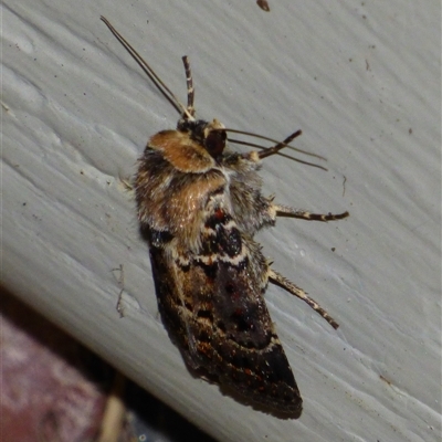 Proteuxoa sanguinipuncta (Blood-spotted Noctuid) at Mount Stuart, TAS - 20 Mar 2025 by VanessaC