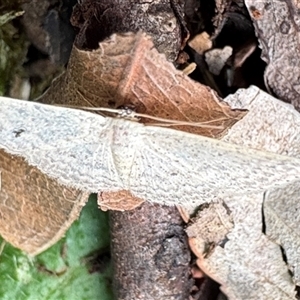 Scopula (genus) at Emerald, VIC - suppressed