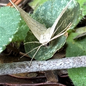 Scopula (genus) at Emerald, VIC - suppressed