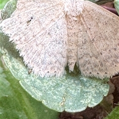 Scopula (genus) at Emerald, VIC - suppressed