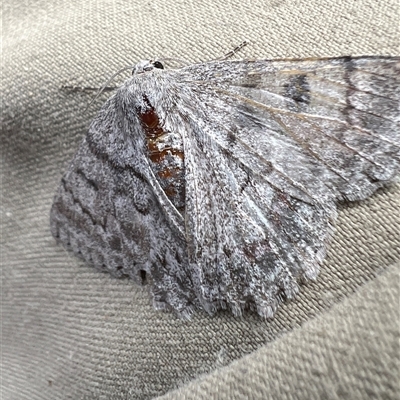 Crypsiphona ocultaria (Red-lined Looper Moth) at Yarralumla, ACT - 20 Mar 2025 by AndyRussell