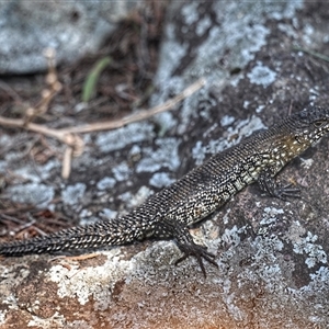 Egernia cunninghami (Cunningham's Skink) at Latham, ACT - 19 Mar 2025 by g4vpmuk