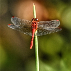 Diplacodes bipunctata (Wandering Percher) at Watson, ACT - 19 Mar 2025 by g4vpmuk