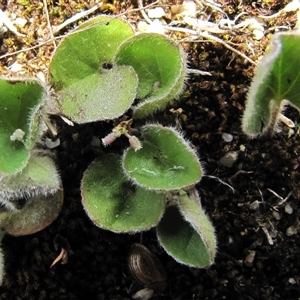 Dichondra repens at Lake Bathurst, NSW - 10 Oct 2015 by AndyRoo