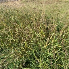 Echinochloa crus-galli (Barnyard Grass) at Watson, ACT - Yesterday by SteveBorkowskis