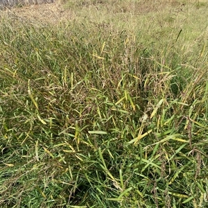 Echinochloa crus-galli (Barnyard Grass) at Watson, ACT - 20 Mar 2025 by SteveBorkowskis