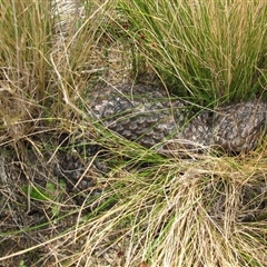 Tiliqua rugosa (Shingleback Lizard) at Lake Bathurst, NSW - 10 Oct 2015 by AndyRoo