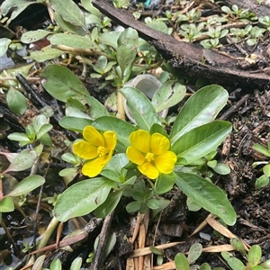 Ludwigia peploides subsp. montevidensis (Water Primrose) at Yarralumla, ACT - 20 Mar 2025 by Jennybach