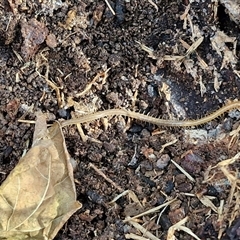 Cormocephalus aurantiipes at Goulburn, NSW - 20 Mar 2025 by trevorpreston