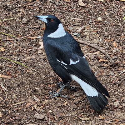 Gymnorhina tibicen (Australian Magpie) at Fyshwick, ACT - 20 Mar 2025 by MatthewFrawley