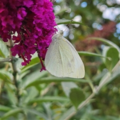 Pieris rapae (Cabbage White) at Braidwood, NSW - Yesterday by MatthewFrawley