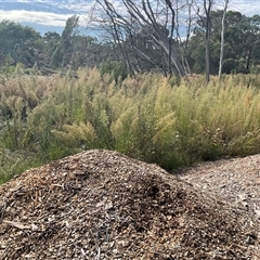 Erigeron sumatrensis (Tall Fleabane) at Yarralumla, ACT - 20 Mar 2025 by Jennybach